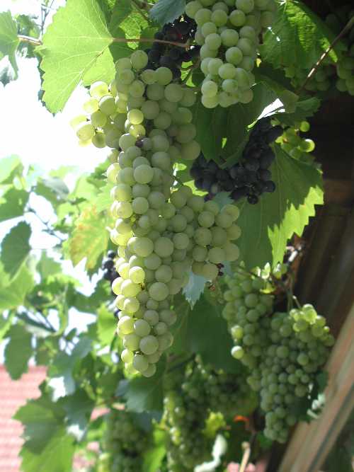 Sonnenverwöhnte Weintrauben